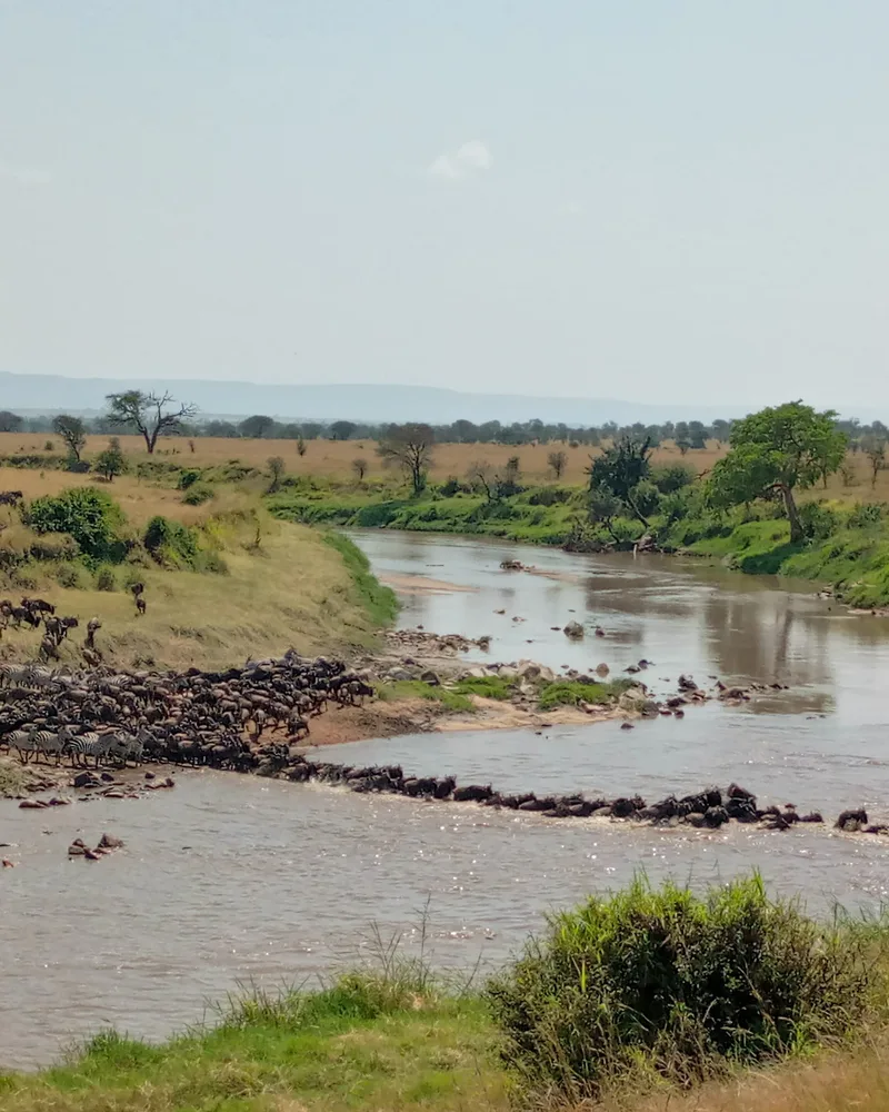 Nature's masterpiece is that every year the plains of East Africa are home to the world's greatest wildlife spectacles movement, whereby more than 1.4 million wildebeest and hundreds of thousands of zebra and gazelle move from one place of Tanzania to Kenya in search of good food, water and breading grounds. This great migration is often described as a set circuit that occurs between Tanzania's Serengeti plains in the south and Kenya's Maasai Mara in the north, but the reality of the migration i