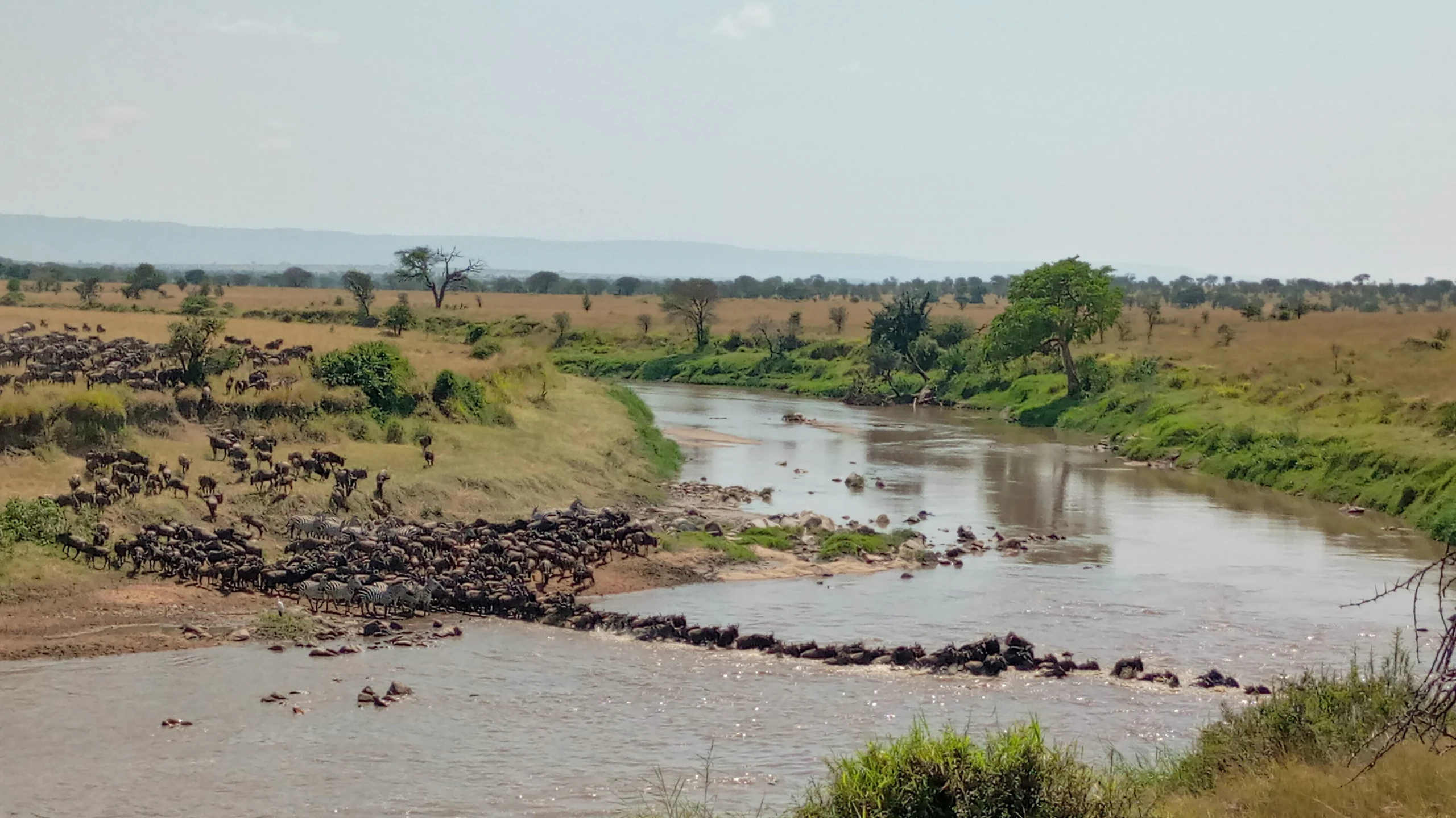Nature's masterpiece is that every year the plains of East Africa are home to the world's greatest wildlife spectacles movement, whereby more than 1.4 million wildebeest and hundreds of thousands of zebra and gazelle move from one place of Tanzania to Kenya in search of good food, water and breading grounds. This great migration is often described as a set circuit that occurs between Tanzania's Serengeti plains in the south and Kenya's Maasai Mara in the north, but the reality of the migration i