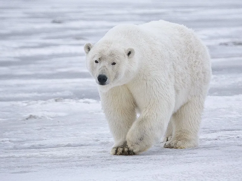 Female polar bear ( Ursus maritimus ) near Kaktovik , Barter Island , Alaska .