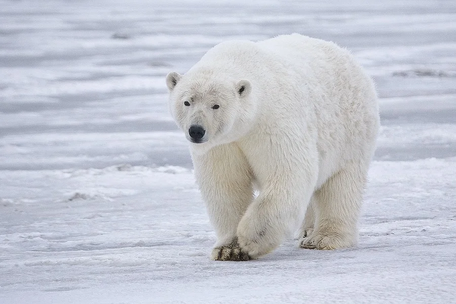 Female polar bear ( Ursus maritimus ) near Kaktovik , Barter Island , Alaska .