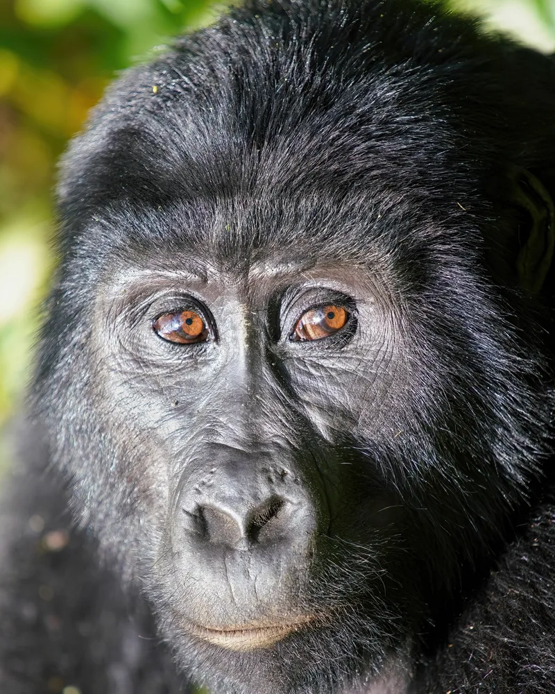 Mountain gorilla close-up at Bwindi Impenetrable Forest National Park