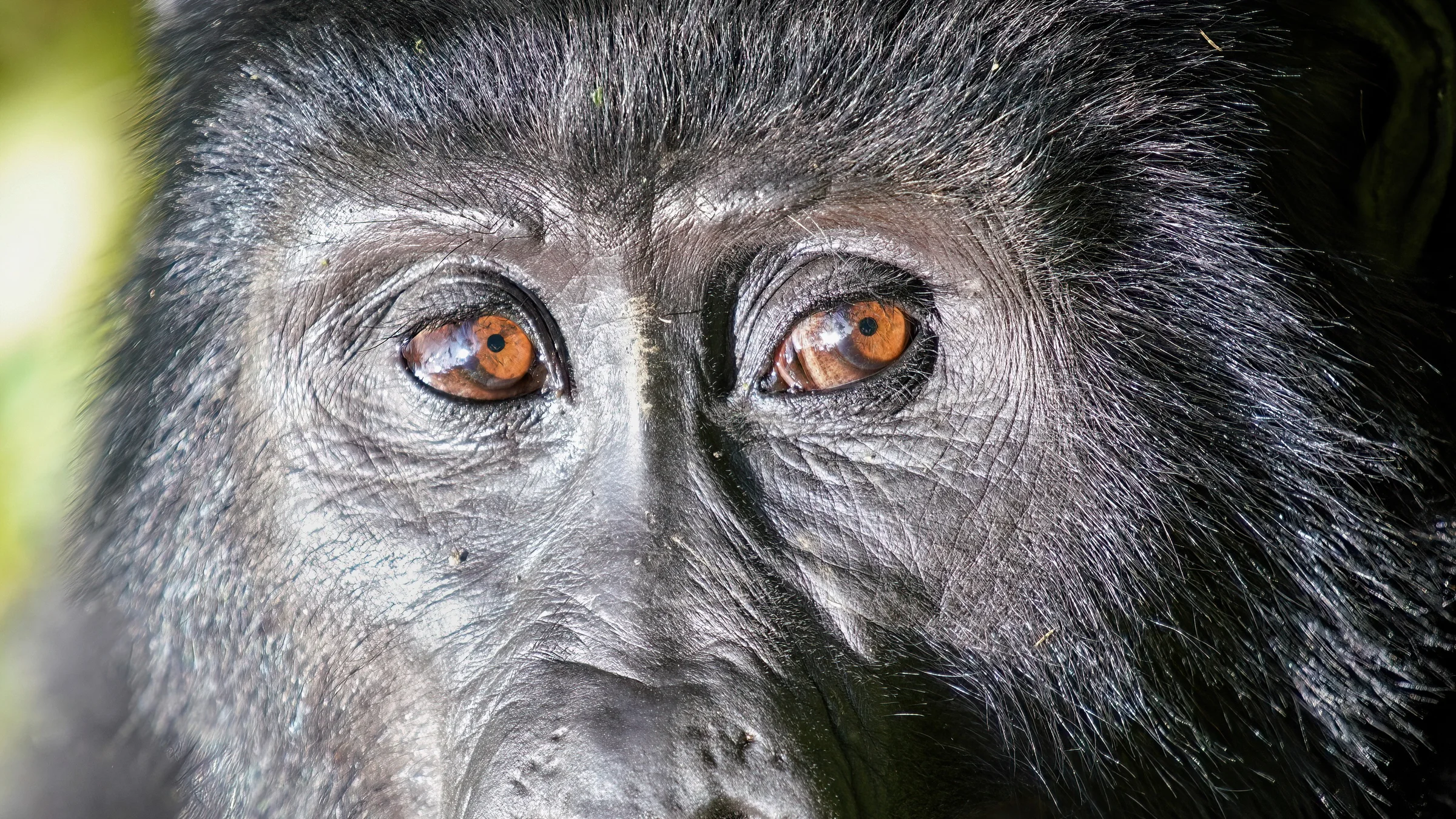 Mountain gorilla close-up at Bwindi Impenetrable Forest National Park