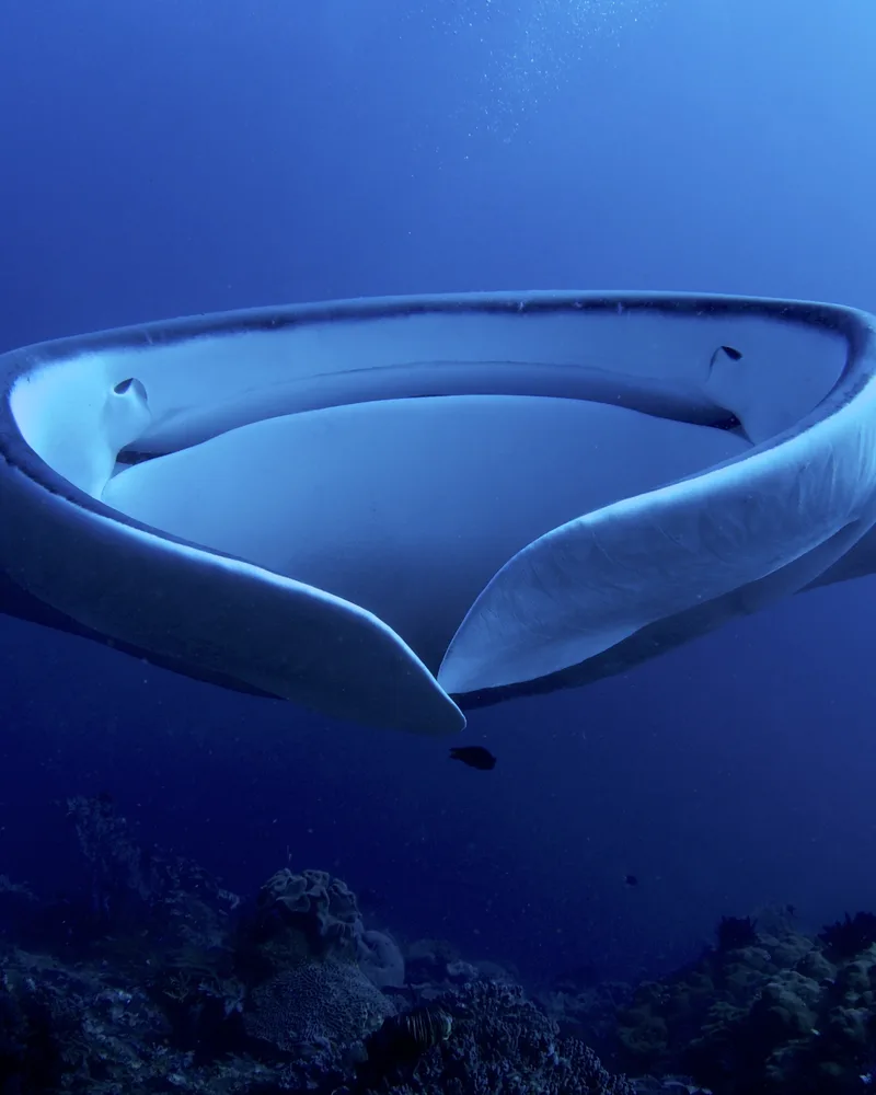 Front of a giant manta ray ( Manta birostris ) filter feeding. These huge animals (with a wingspan of up to 7 meters) swim in the strong current slowly flapping their 'wings' (pectoral fins) with amazing elegance. Raja Ampat , Southwest Papua , Indonesia .