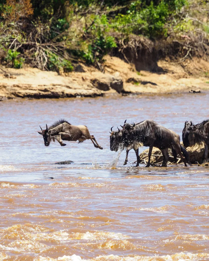 Part of the Great Migration, a herd of wildebeest line up to cross the Mara river in the Masai Mara national reserve