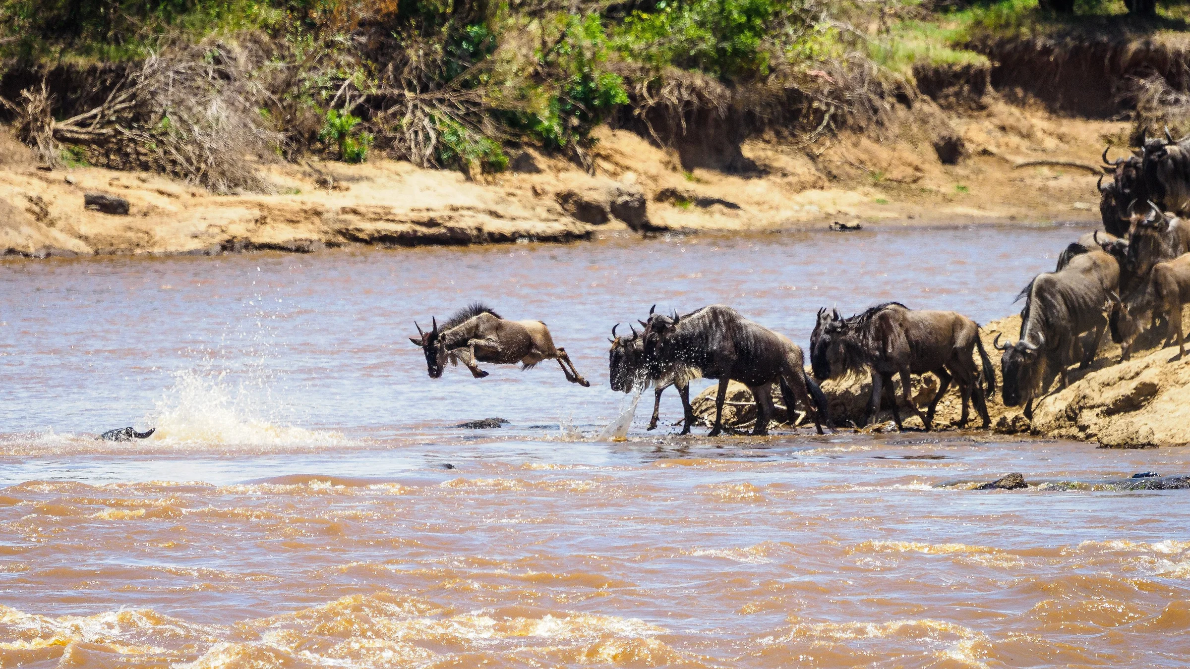 Part of the Great Migration, a herd of wildebeest line up to cross the Mara river in the Masai Mara national reserve
