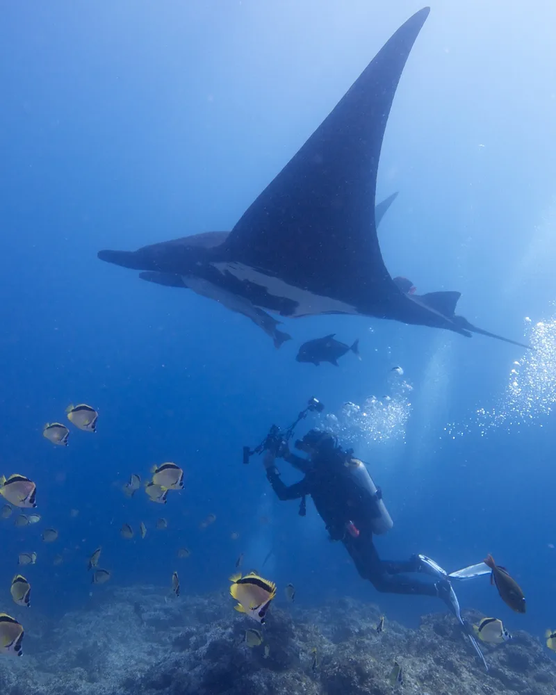 M. Birostris swimming with a diver