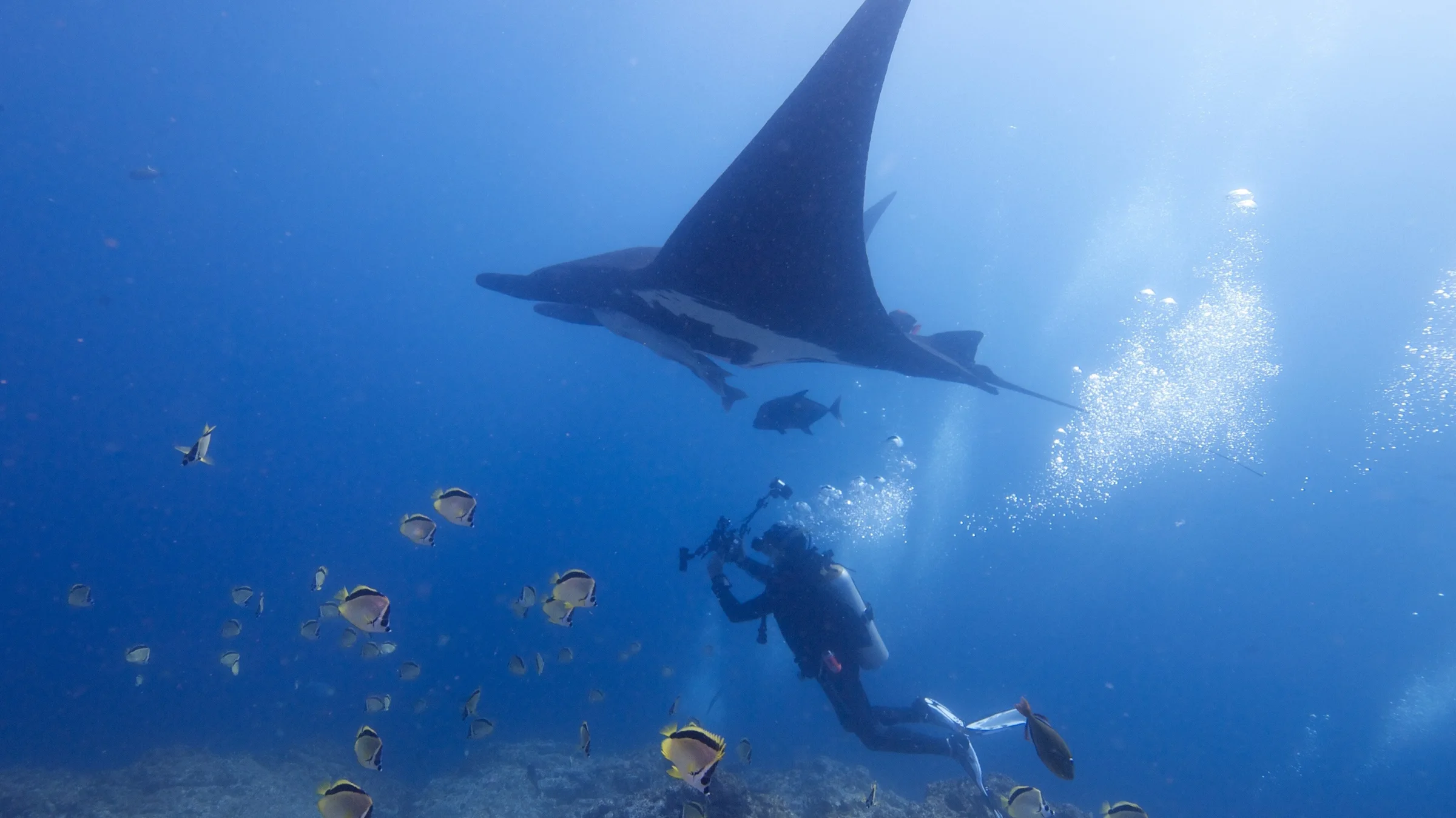 M. Birostris swimming with a diver