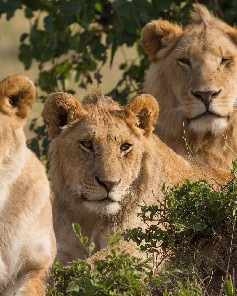 Portrait of three lions (one female and two males) of a pride, all resting at morning time. Taken in Maasai Mara, southwest Kenya.
