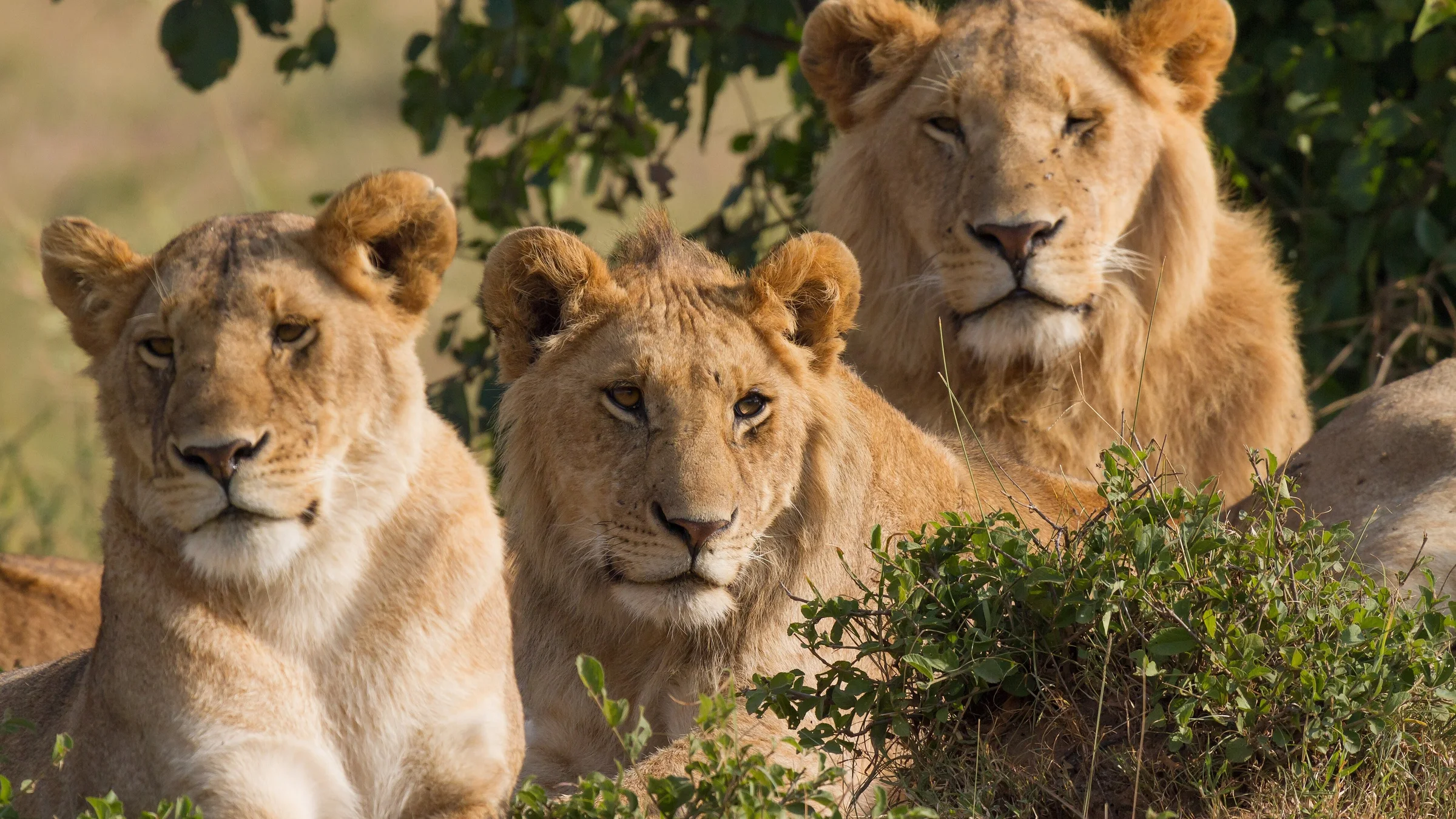 Portrait of three lions (one female and two males) of a pride, all resting at morning time. Taken in Maasai Mara, southwest Kenya.