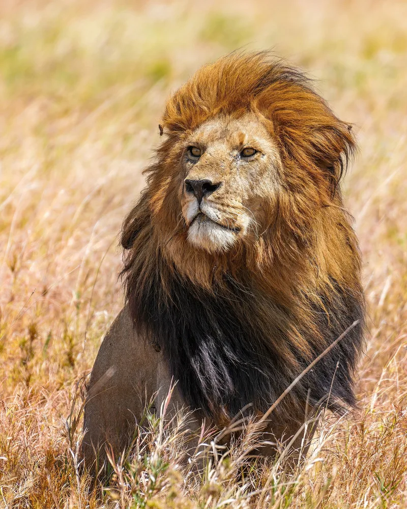 Wild lion ( Panthera leo ) Snyggve (also known as Bob Junior), son of C-Boy , scanning the horizon in the Serengeti National Park