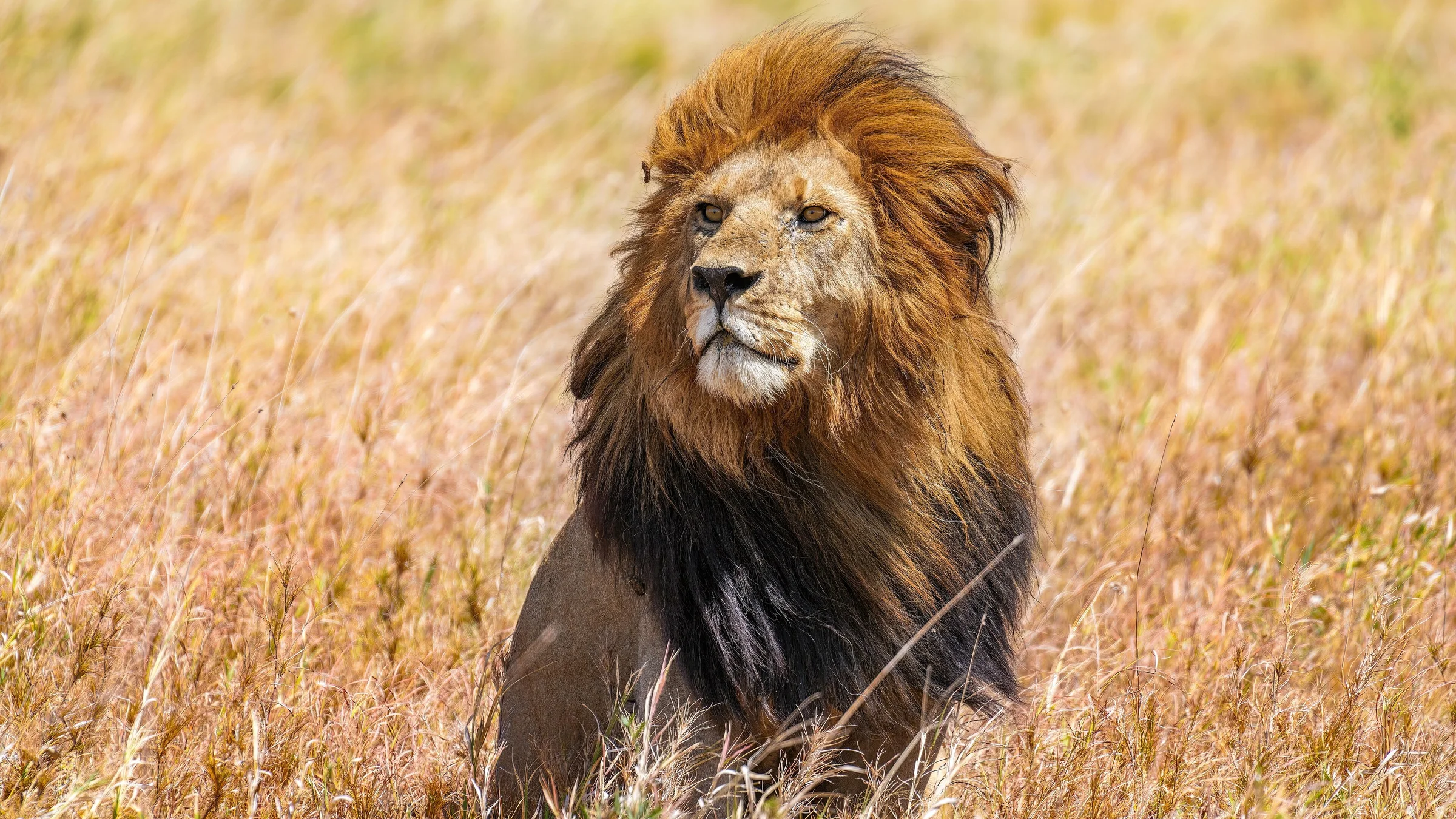 Wild lion ( Panthera leo ) Snyggve (also known as Bob Junior), son of C-Boy , scanning the horizon in the Serengeti National Park