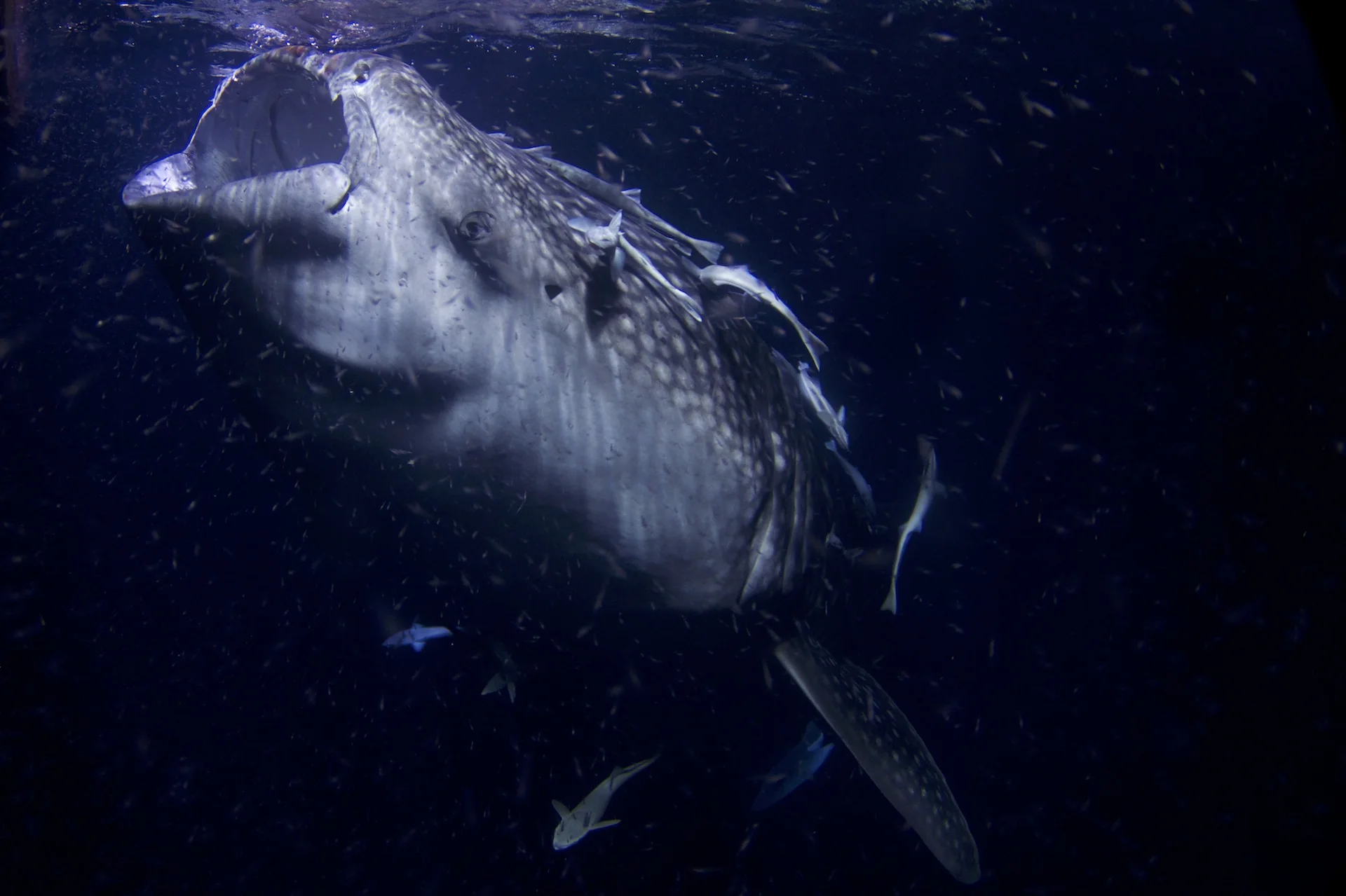 30ft-long whale Shark filtering plankton, in Maldives