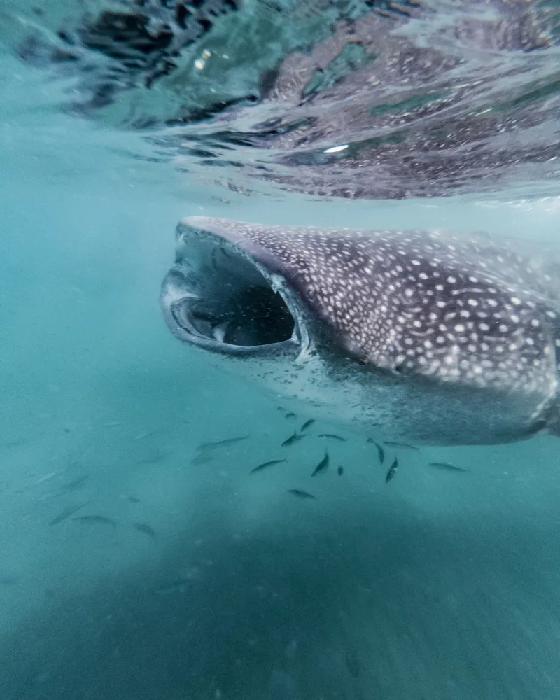 Whale Shark (Rhincodon typus) with open mouth in La Paz, Mexico