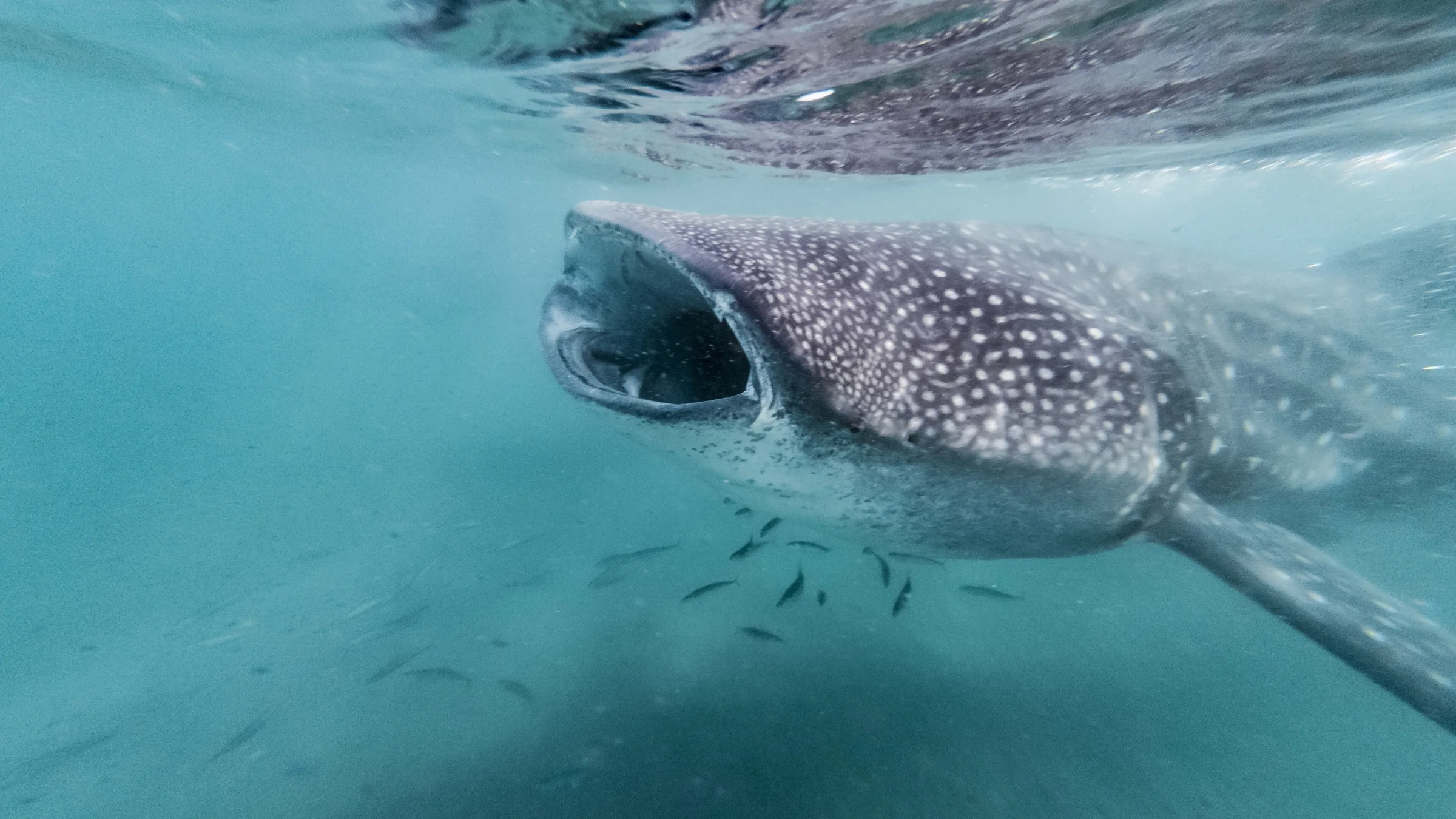 Whale Shark (Rhincodon typus) with open mouth in La Paz, Mexico