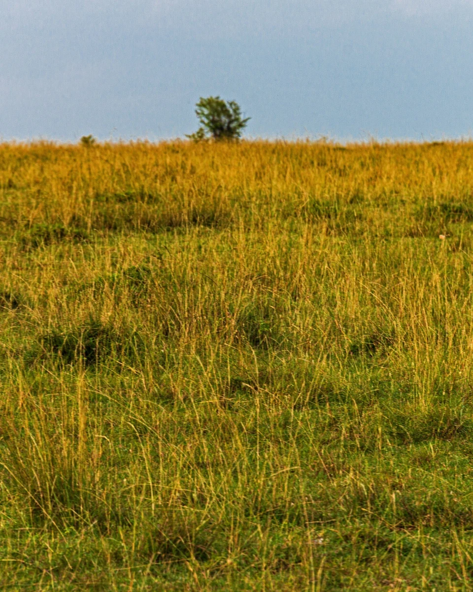 Lion walking through tall golden grassland in the Maasai Mara, Kenya, with open savanna stretching to the horizon.