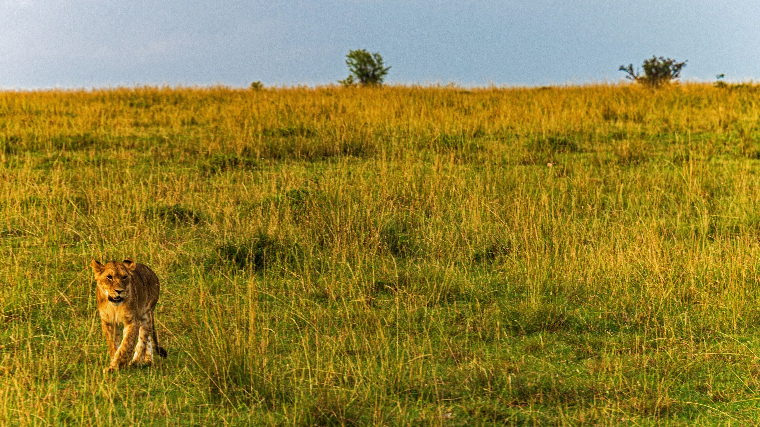 Lion walking through tall golden grassland in the Maasai Mara, Kenya, with open savanna stretching to the horizon.